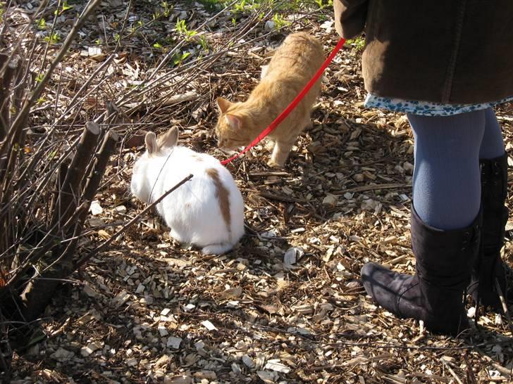 Blanding af racer Roza - Hun er gode venner med min kanin billede 3