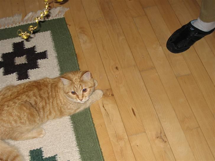 Blanding af racer Roza - Hun elsker at lege billede 4