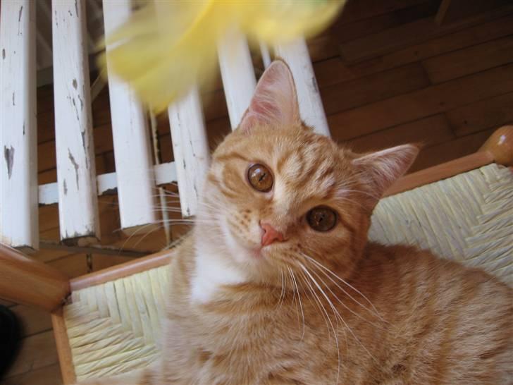 Blanding af racer Roza - Hun er en rigtig charmetrold billede 5