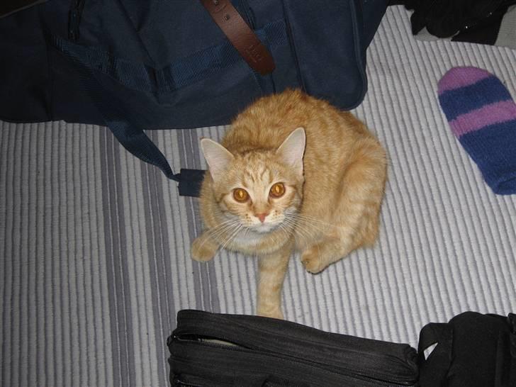 Blanding af racer Roza - Hun følger med i alt billede 6