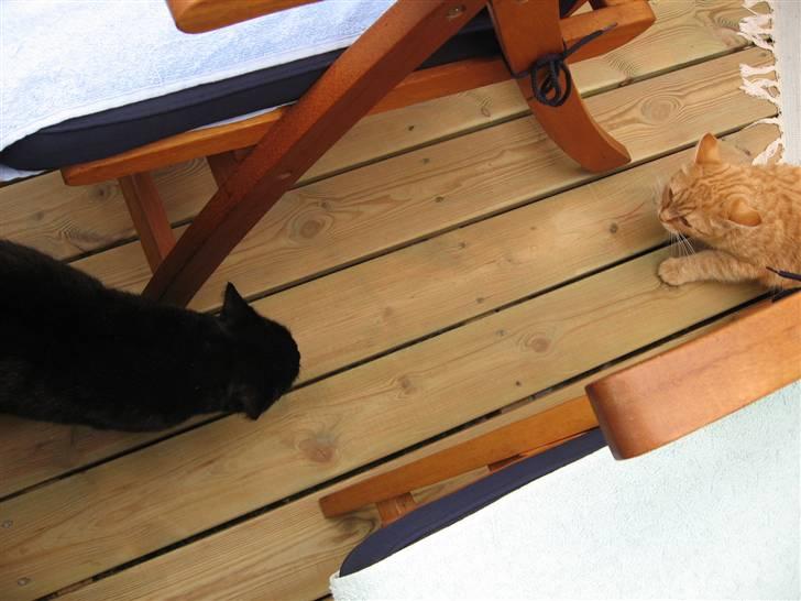 Blanding af racer Roza - Hun ville gerne være venner med Futte, men Futte var bare sur..  billede 7