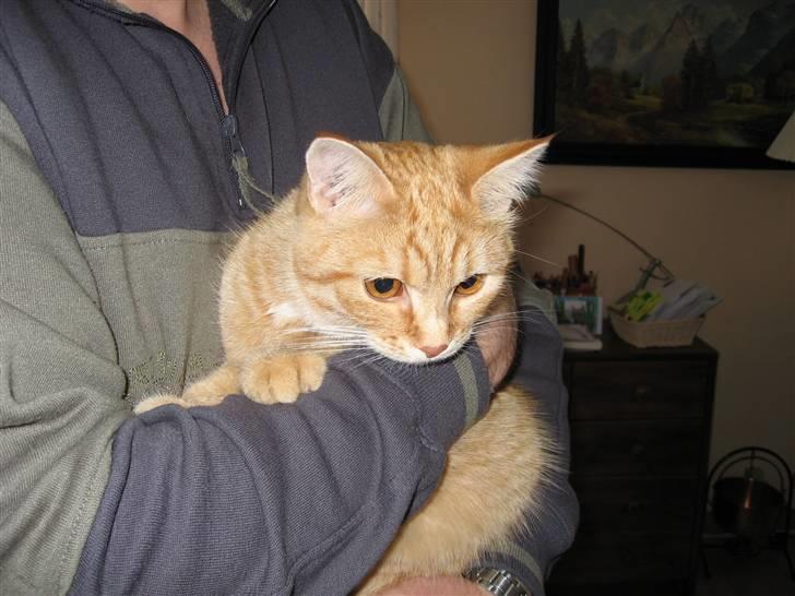 Blanding af racer Roza - Hun har ikke noget i mod at blive holdt.. Dog ikke af børn, da de ofte er ret voldsomme, men det er da kun forståeligt.. (: billede 8