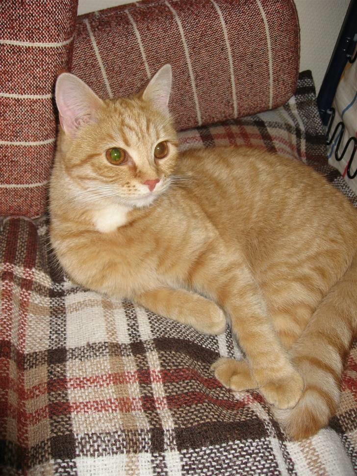 Blanding af racer Roza - Hun elsker at tage en lille morfar engang i mellem billede 9