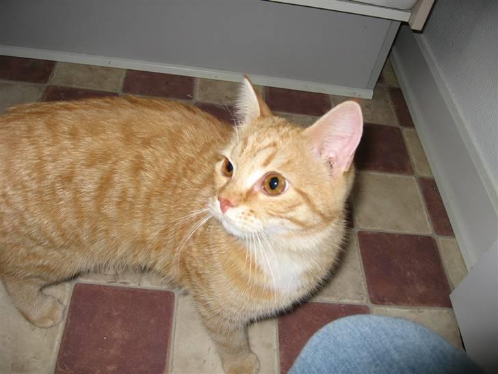 Blanding af racer Roza - Hun går aldrig glip af noget.. Hun er meget nysgerrig billede 10