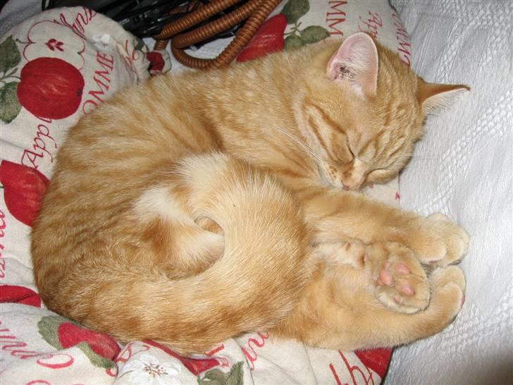 Blanding af racer Roza - når hun sover, krøller hendes hale ofte.. Det er så sødt.. billede 11