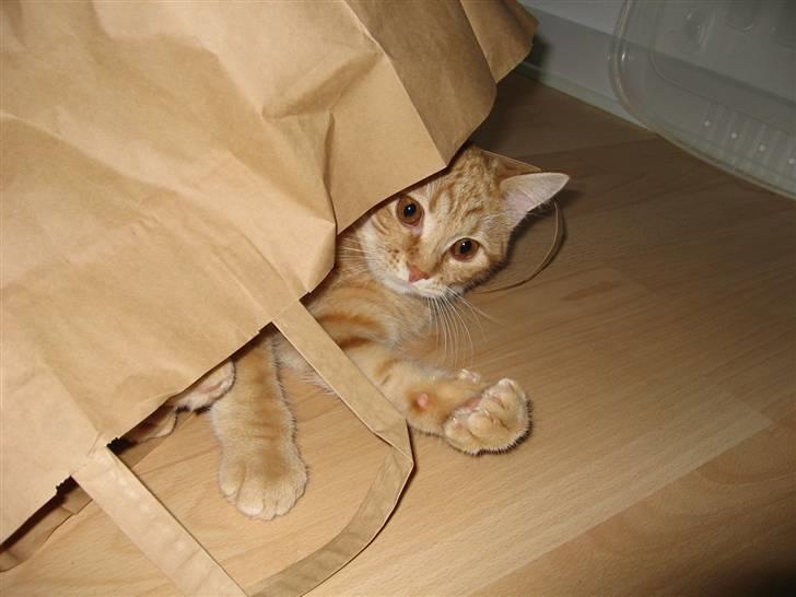 Blanding af racer Roza - Hun er meget legesyg og elsker papirsposer, men der skal dog holdes øje med hende, for det kan ende galt.. billede 12