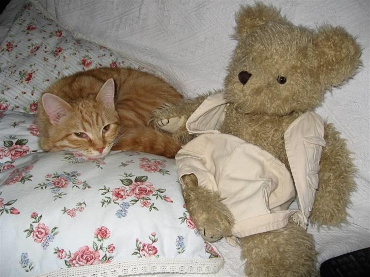 Blanding af racer Roza - Kan du gætte hvorfor hun hedder Roza.. ? hihi (: billede 13