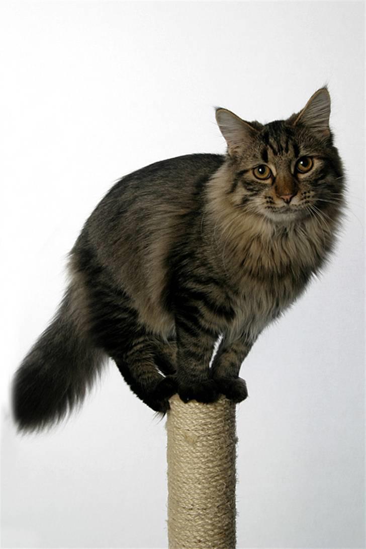 Norsk Skovkat Felix billede 1