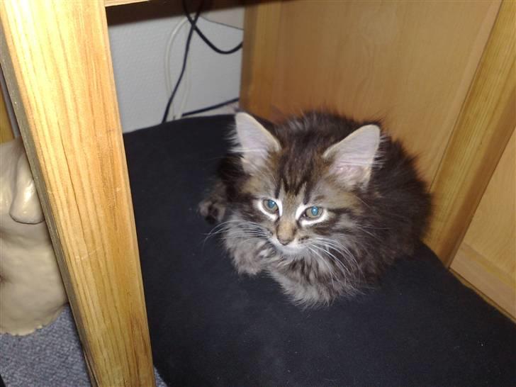 Norsk Skovkat Felix billede 2