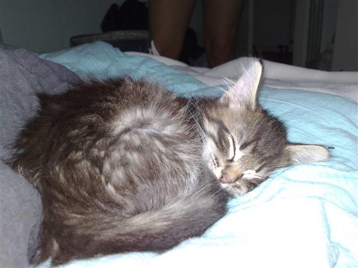 Norsk Skovkat Felix billede 3