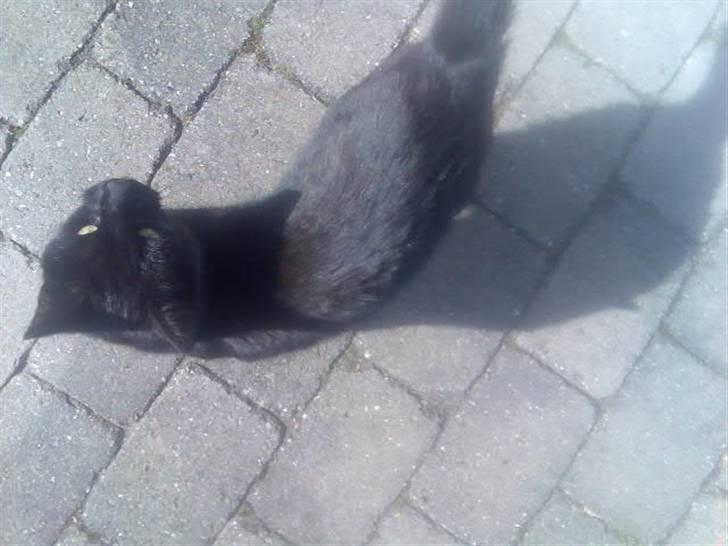 Huskat Mussen  R.I.P billede 9