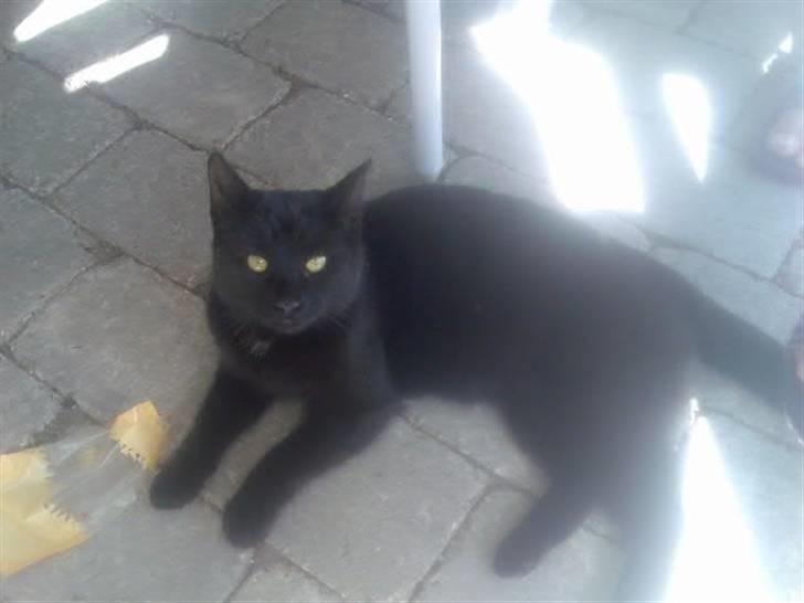 Huskat Mussen  R.I.P billede 10