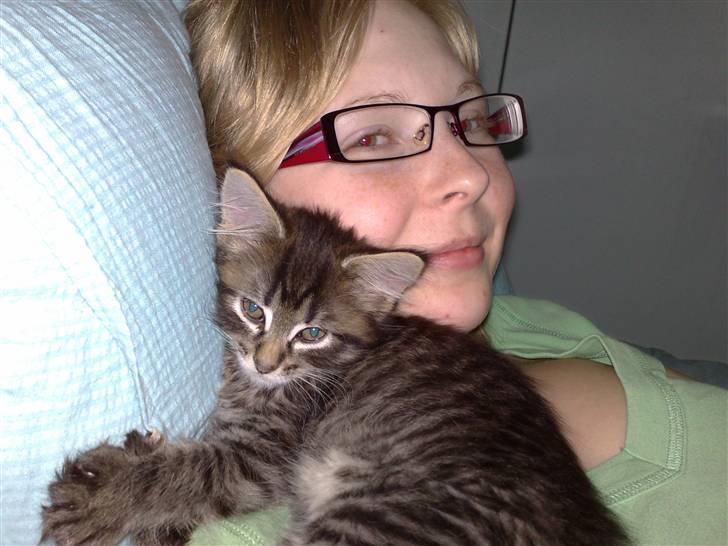 Norsk Skovkat Felix billede 4