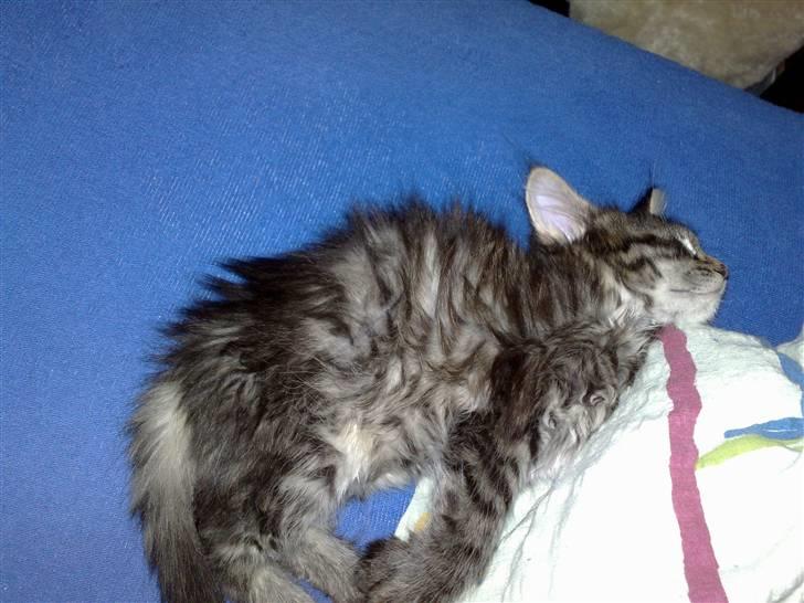 Norsk Skovkat Felix billede 5