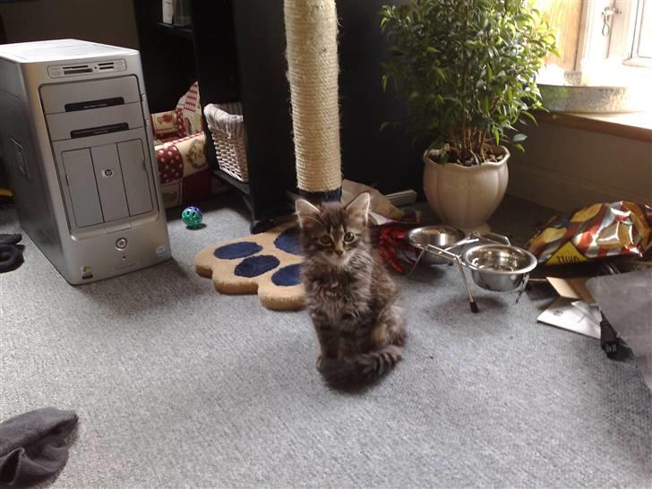 Norsk Skovkat Felix billede 6