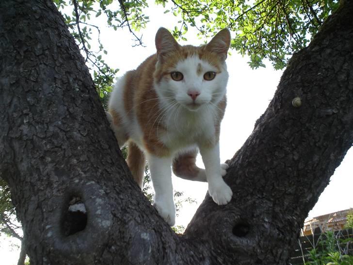 Huskat Bette Mis billede 1