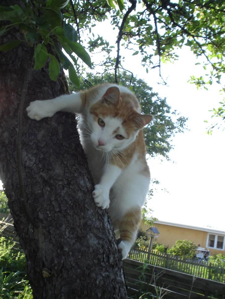 Huskat Bette Mis billede 2