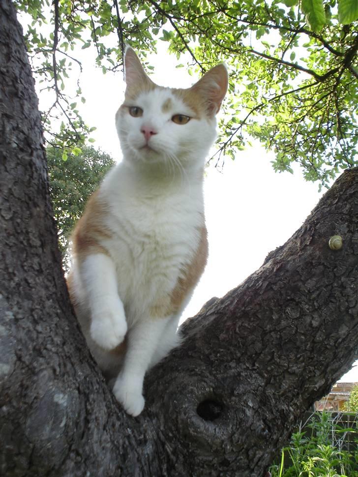 Huskat Bette Mis billede 3