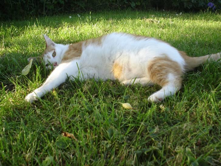 Huskat Bette Mis billede 4