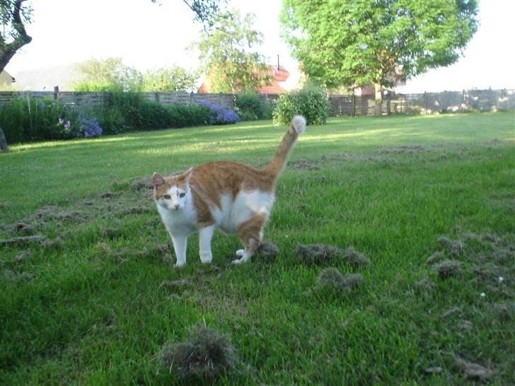 Huskat Bette Mis billede 5