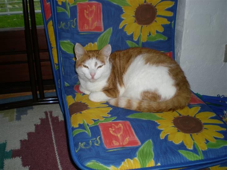 Huskat Bette Mis billede 6