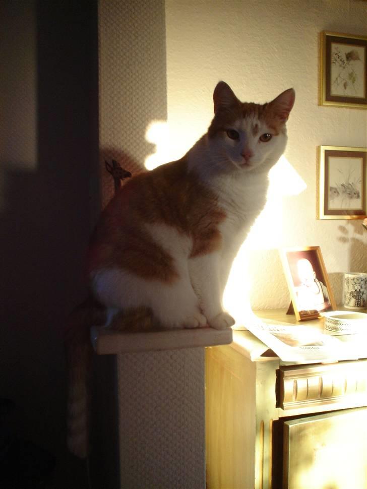 Huskat Bette Mis billede 7