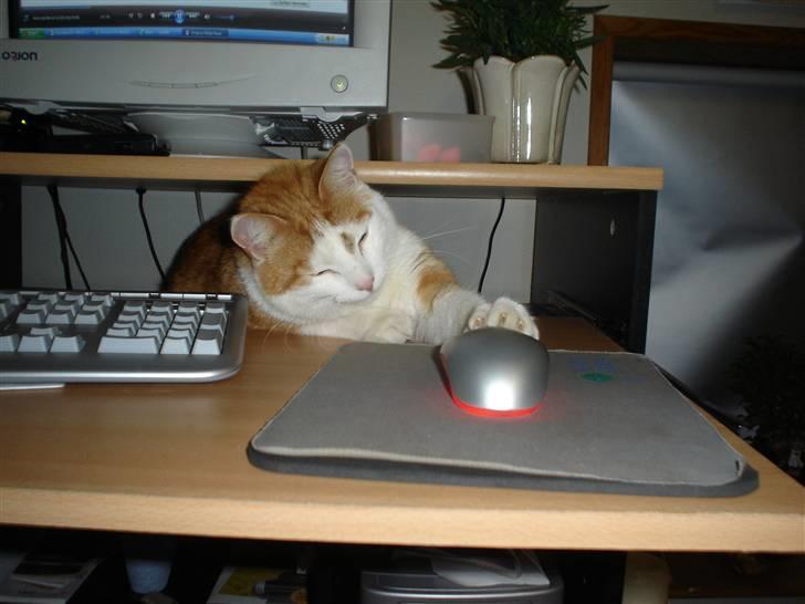 Huskat Bette Mis billede 8