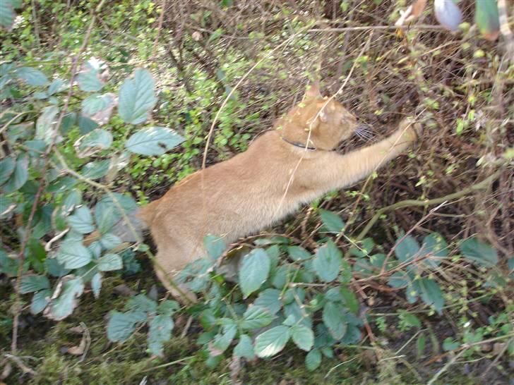 Blanding af racer Simba Den Farlige - Der ER altså noget derinde Moar!!! billede 13