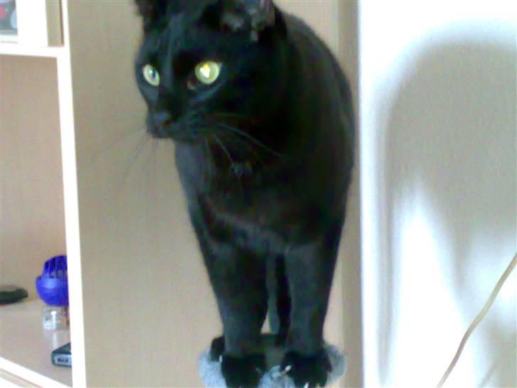 Huskat Zuma - Jeg er en lille cirkus "prinsesse"... Det er bare så sjovt at stå på toppen af krattetræet billede 4