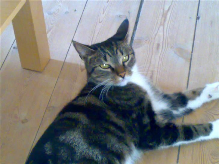 Huskat Mezzi *bortgivet* - Min mor synes jeg er en smuksak... Men det er jeg jo også billede 6