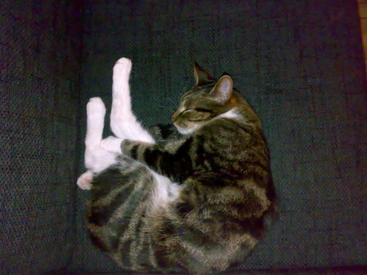 Huskat Mezzi *bortgivet* - En snegl på... Sofaen?! billede 7