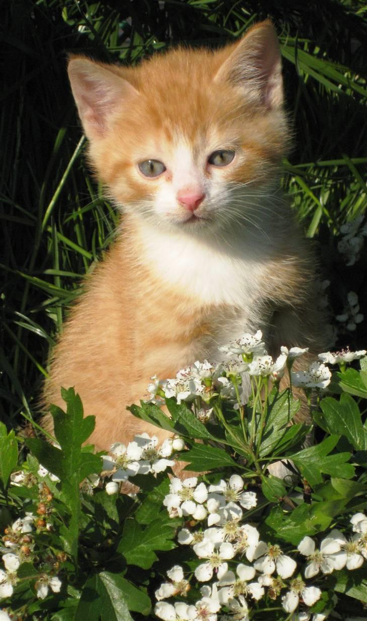 Huskat google billede 7