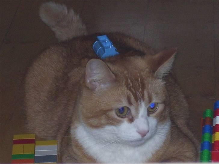 Huskat mickey billede 1