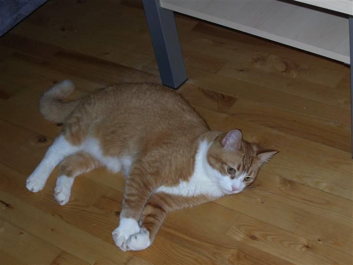 Huskat mickey billede 2