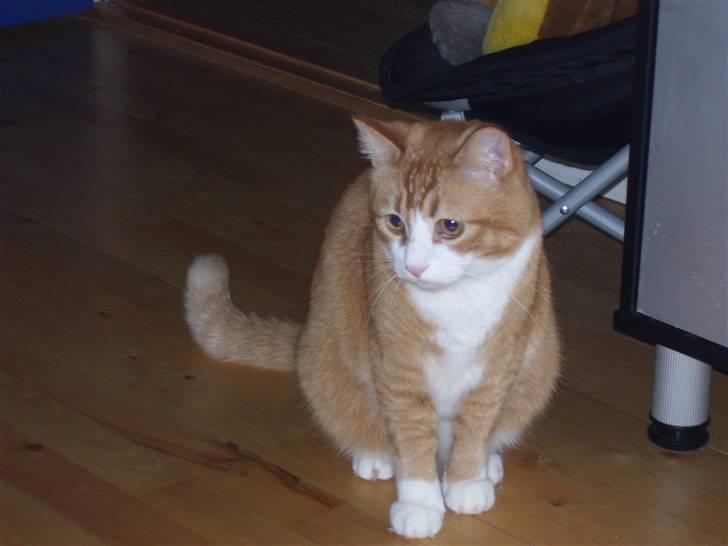 Huskat mickey billede 3