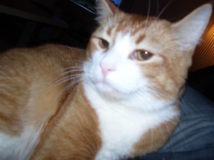 Huskat mickey billede 4