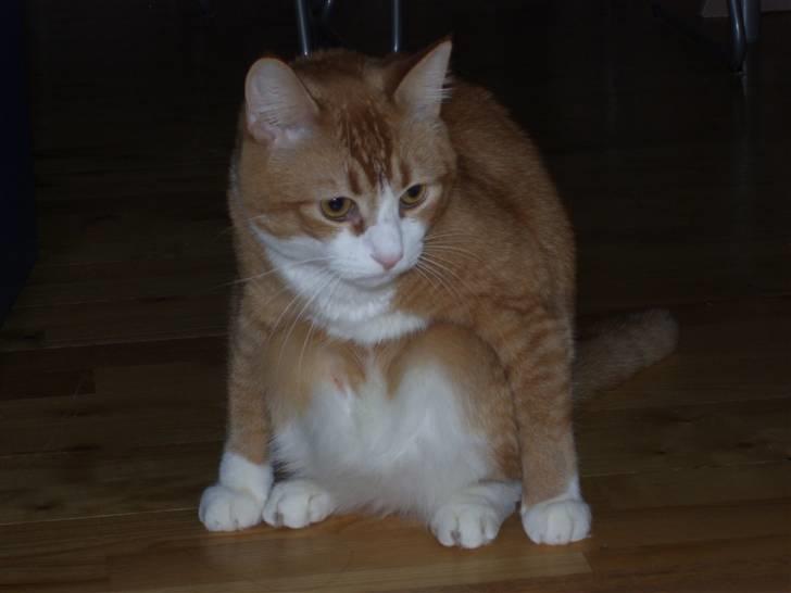 Huskat mickey billede 5