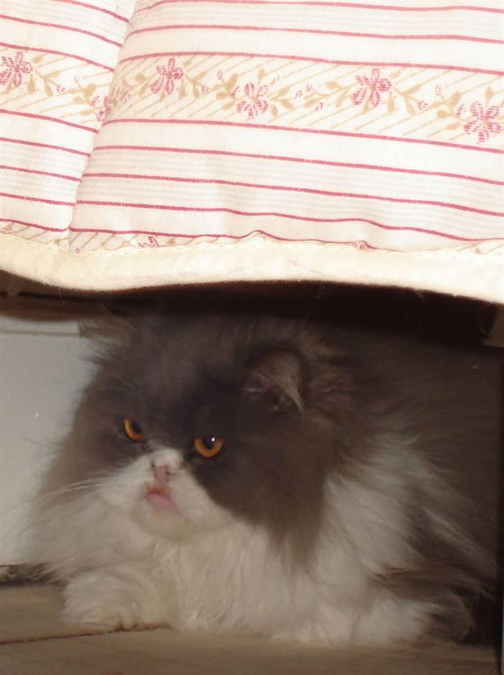 Perser Phillip blue bauer R.I.P - Philliip der liiqe qemmeer siq XD billede 14