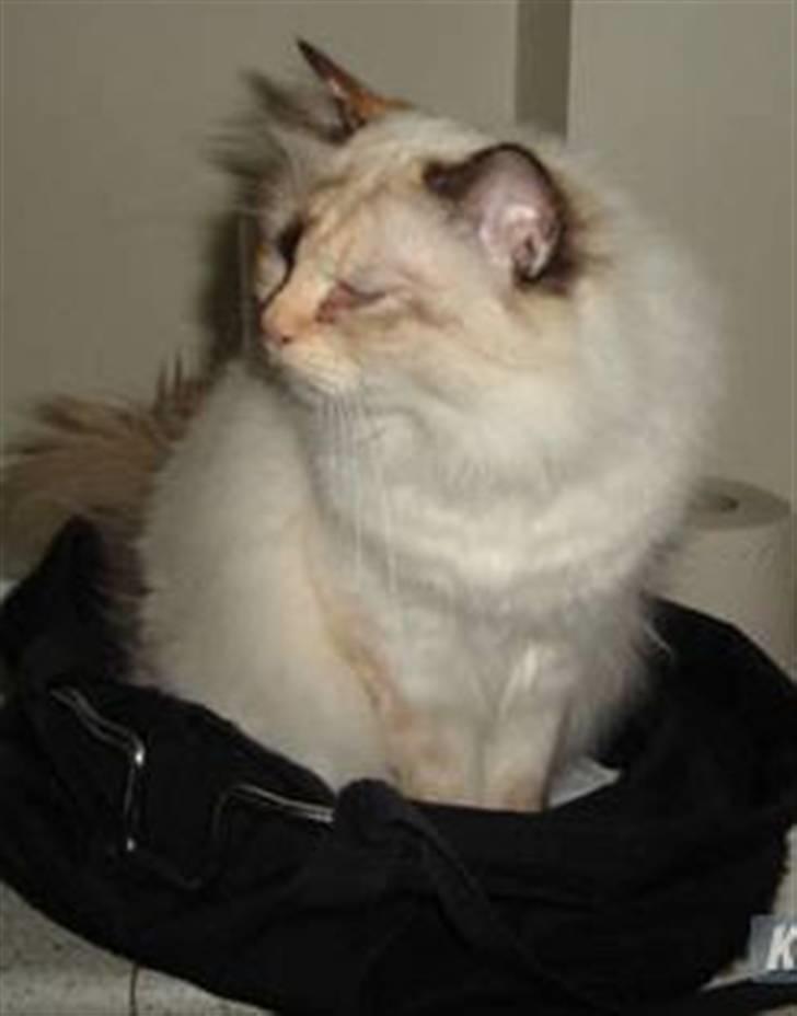 Hellig Birma Søsser billede 12