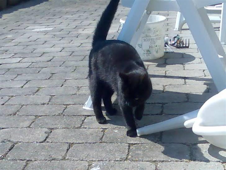 Huskat Mussen  R.I.P billede 11