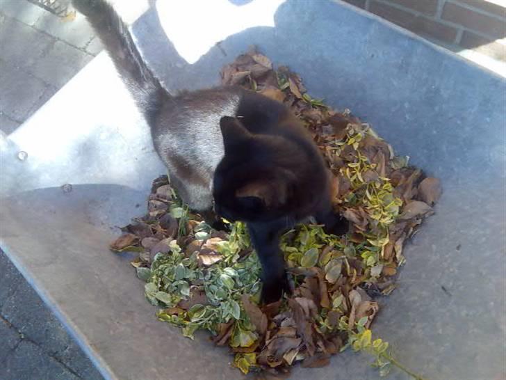 Huskat Mussen  R.I.P billede 12