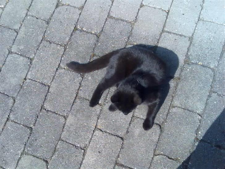 Huskat Mussen  R.I.P billede 13