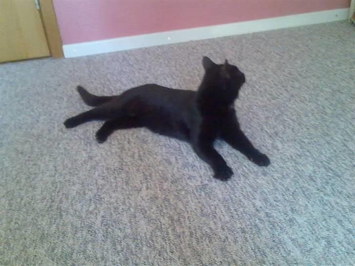 Huskat Mussen  R.I.P billede 14