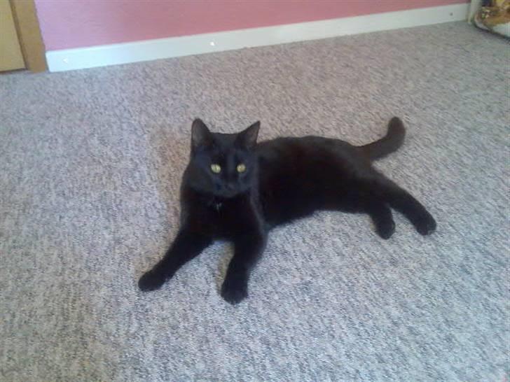 Huskat Mussen  R.I.P billede 15