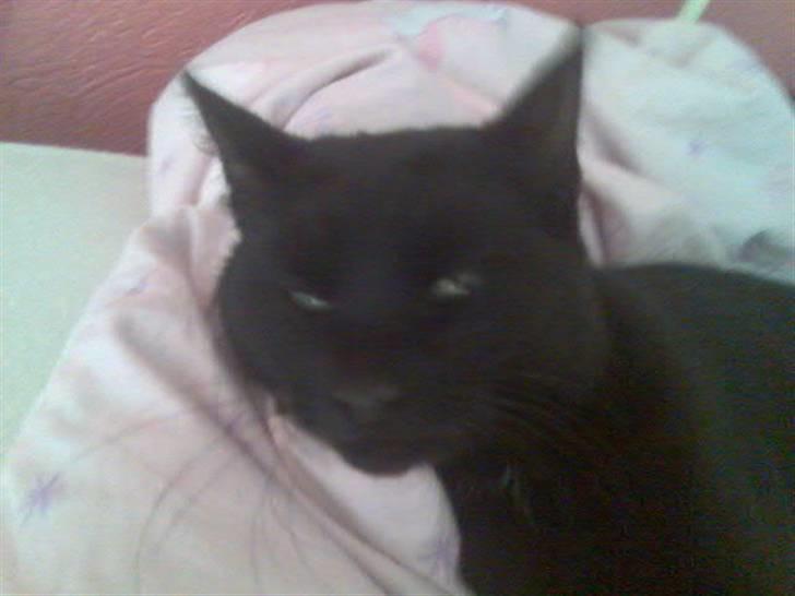 Huskat Mussen  R.I.P billede 16