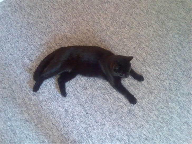 Huskat Mussen  R.I.P billede 17