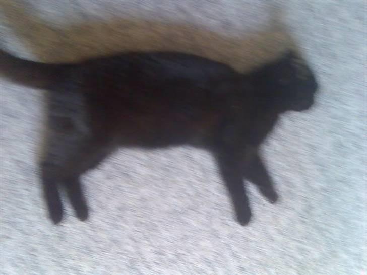 Huskat Mussen  R.I.P billede 18