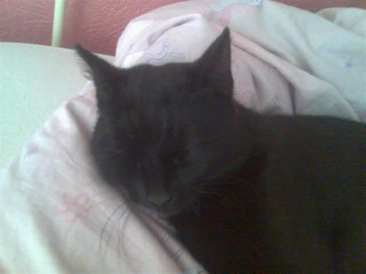 Huskat Mussen  R.I.P billede 19