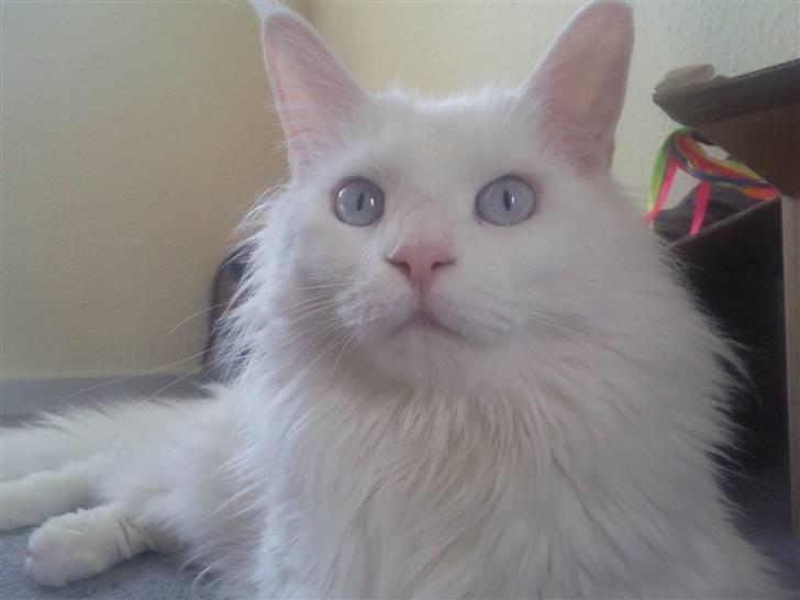 Maine Coon Dk Aquacoon´s Xeo billede 1