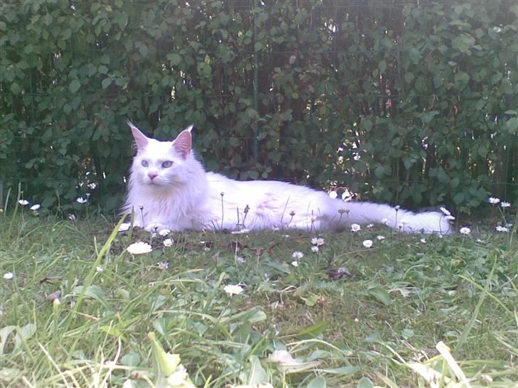 Maine Coon Dk Aquacoon´s Xeo billede 2